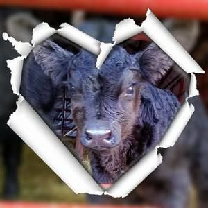 Meet your Posher, Carol